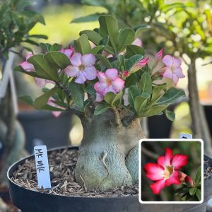 1010 01 Arabicum MK Mk - Adulta
