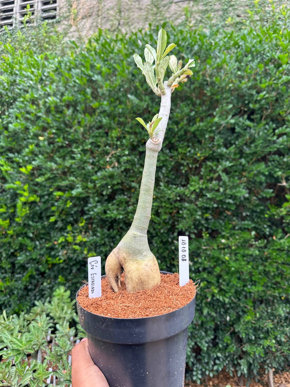 1010 03 Big Caudex Céu Estrelado