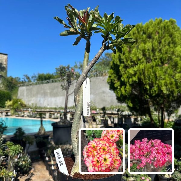 ROSA DO DESERTO TROPICAL X VOLCANO (RAPUNZEL)