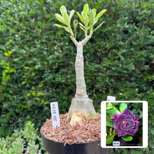 1010 05 Big Caudex Mr 44
