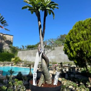 1010 06 ROSA DO DESERTO MUSTANG BLACK X ORANGE ESSENCE (RAPUNZEL)