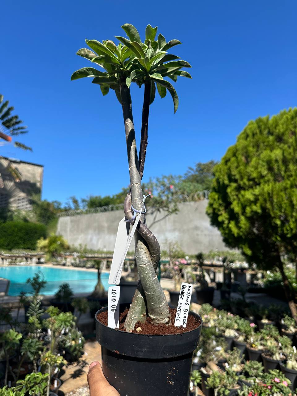 1010 06 ROSA DO DESERTO MUSTANG BLACK X ORANGE ESSENCE (RAPUNZEL)