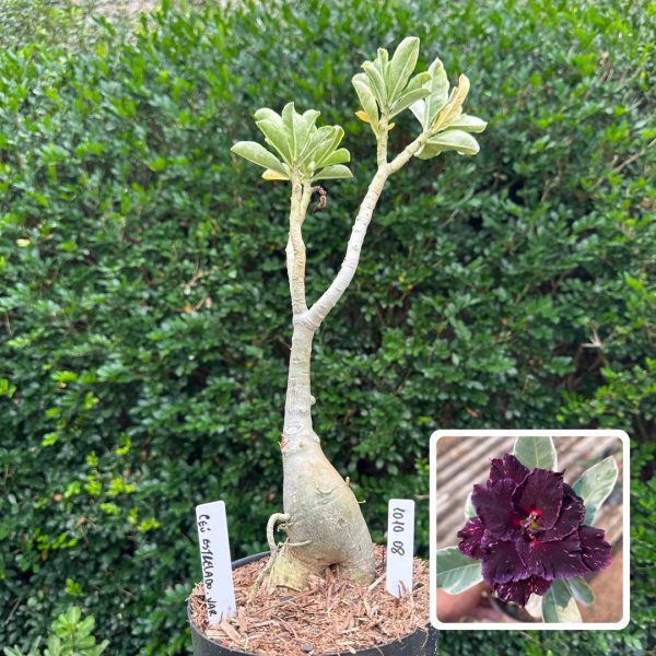 Big Caudex Ceu Estrelado Variegata