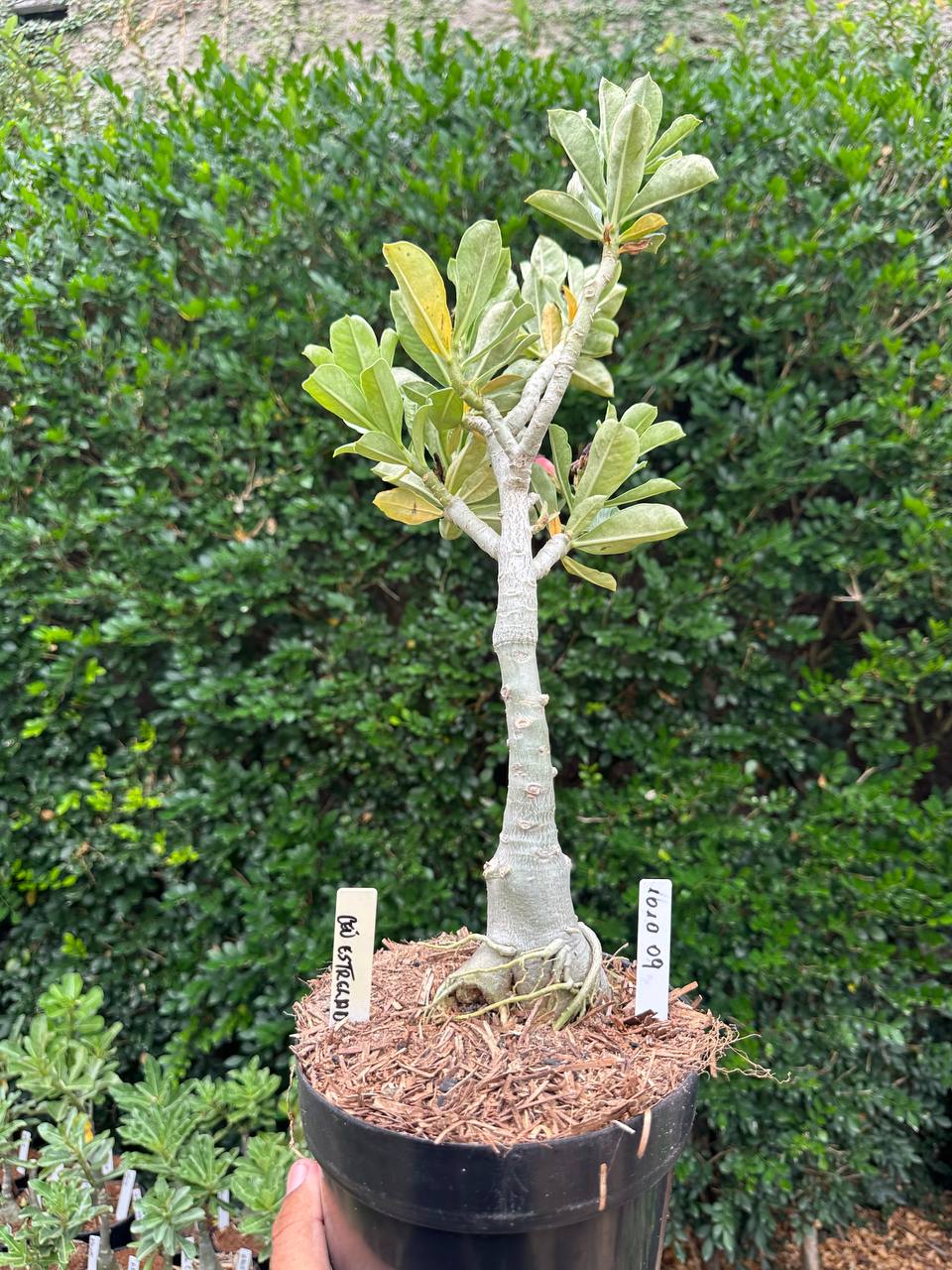 1010 09 Big Caudex Céu Estrelado