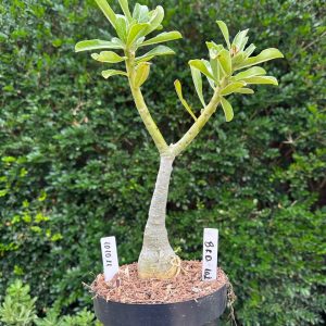1010 11 Big Caudex Brd 102