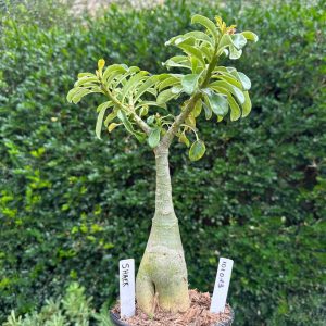 1010 13 Big Caudex Shrek