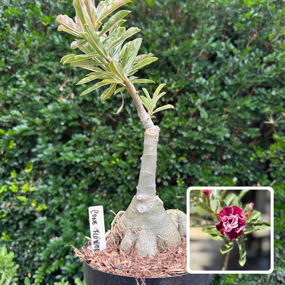1010 14 Big Caudex Cone Flower (Leilão)