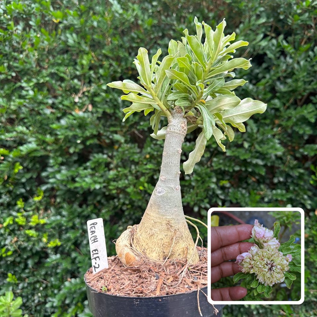 1010 19 Big Caudex Peach Elf 2 (Leilão)