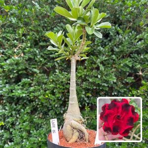 1010 20 Big Caudex Lady Di
