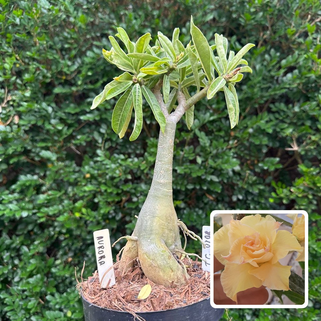 1010 22 Big Caudex Aurora (Leilão)