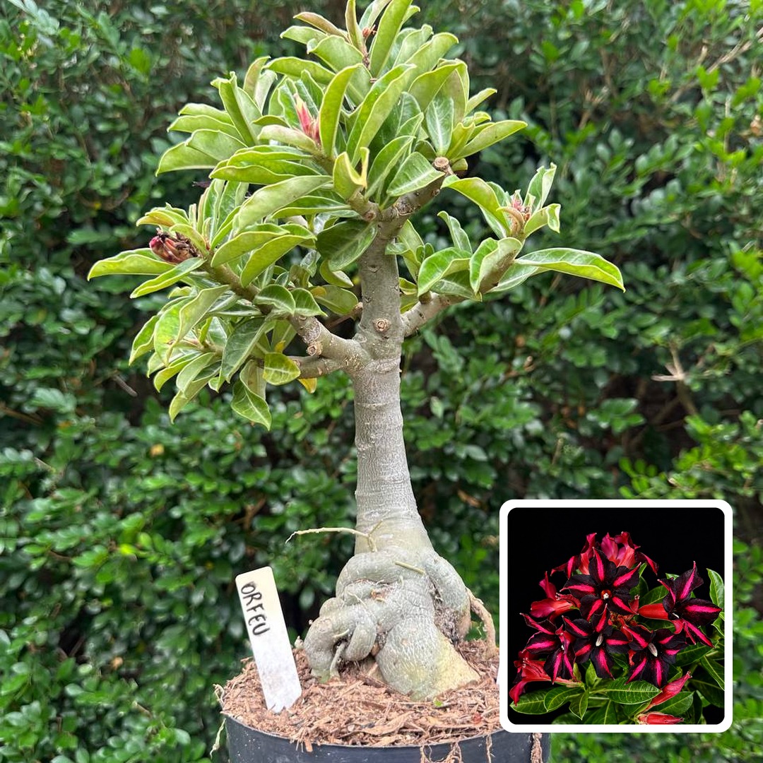 1010 24 Big Caudex Orfeu (Leilão)