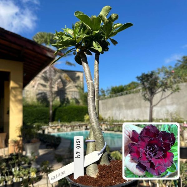 ROSA DO DESERTO CLEÓPATRA X GENESIA (RAPUNZEL)