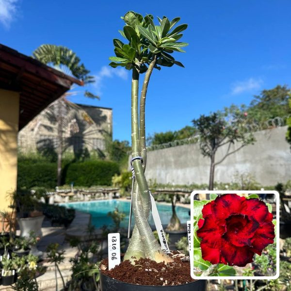 ROSA DO DESERTO CURCUMA X AMOR DE MÃE (RAPUNZEL)