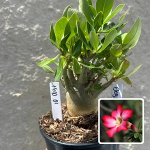 1410 01 Arabicum Dobby F3
