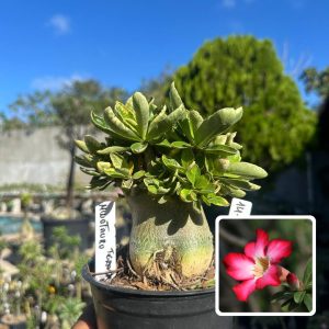 1410 01 Arabicum Vitrine Minotauro Tigrada