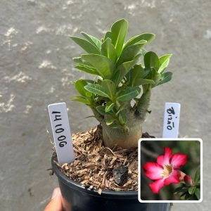 1410 06 Arabicum Bizão F3
