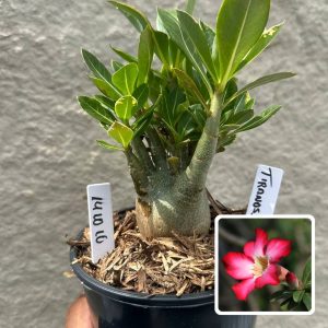 1410 10 Arabicum Tiranossauro F3