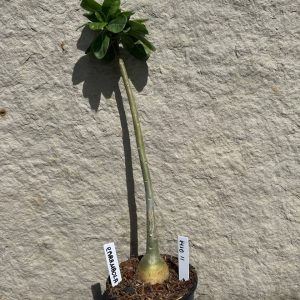 1410 11 Anaconda Baby Carambola