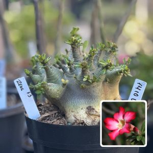 1410 15 Arabicum Vitrine Zeus f3