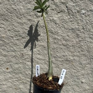 1410 32 Anaconda Baby Curcuma