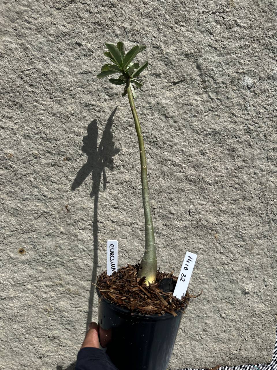 1410 32 Anaconda Baby Curcuma