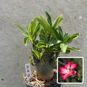1410 37 Arabicum Green Titã F3