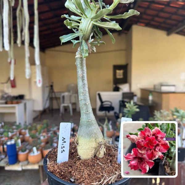 Rosa do Deserto Miss