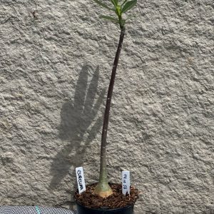 1410 56 Anaconda Baby Curcuma