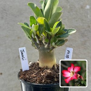 1410 57 Arabicum Javali F3