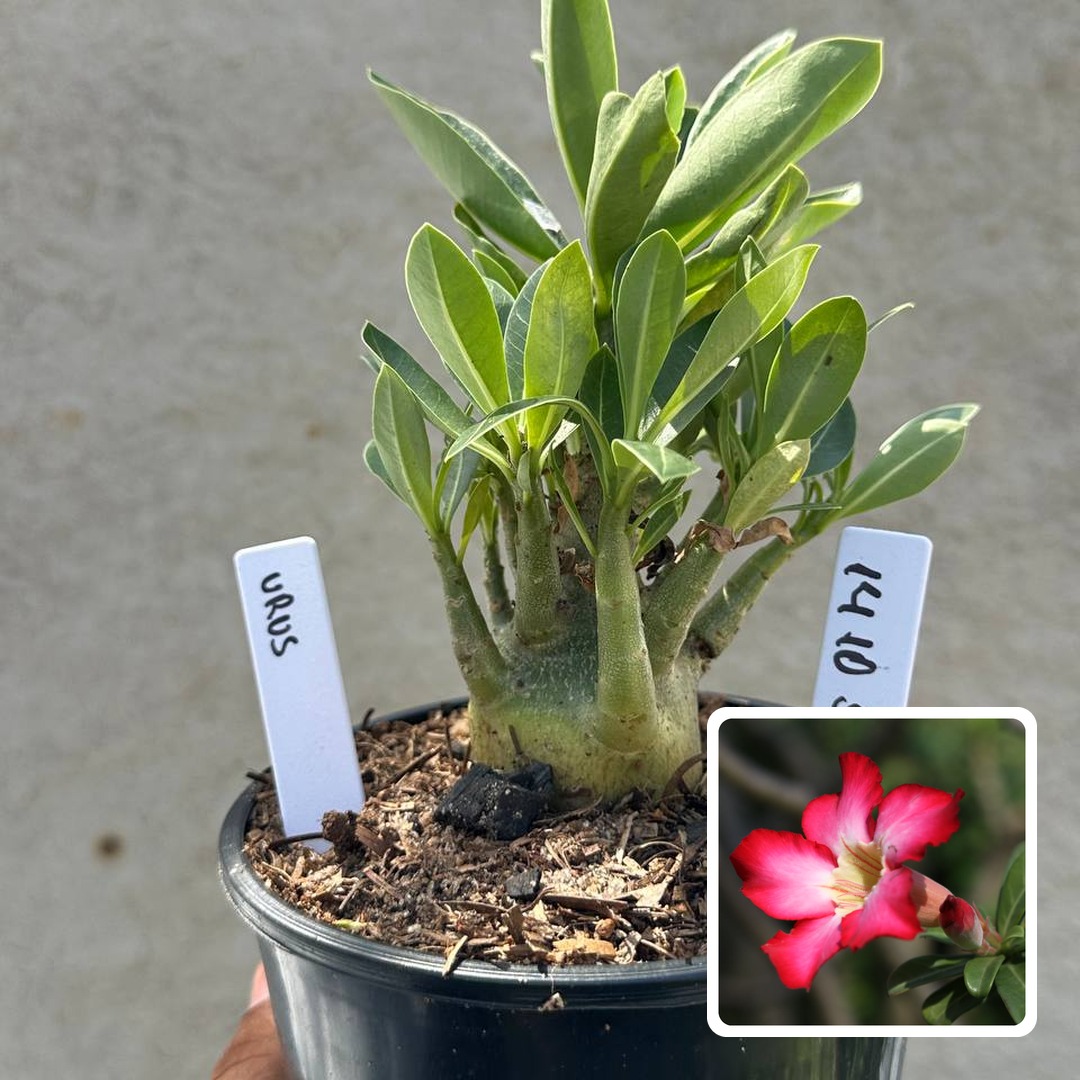 1410 59 Arabicum Urus F3