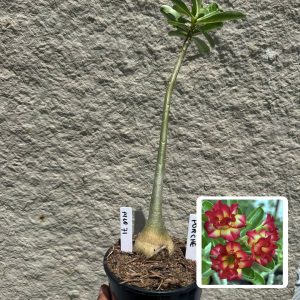 1410 71 Anaconda Baby Porsche