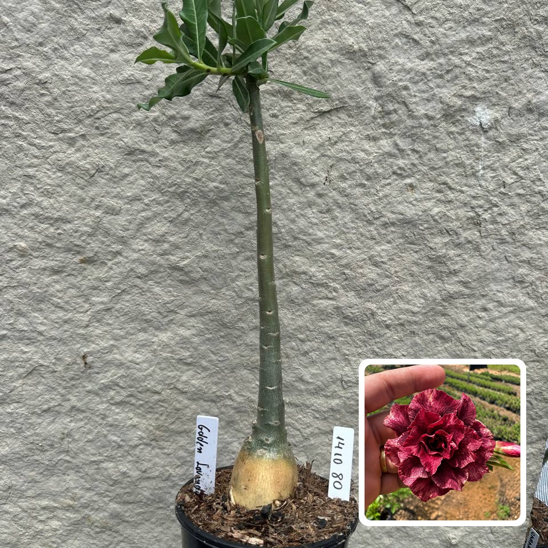 1410 80 Anaconda Baby Golden lavanda