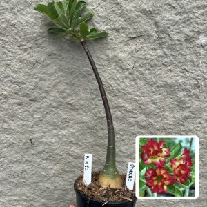 1410 82 Anaconda Baby Porsche