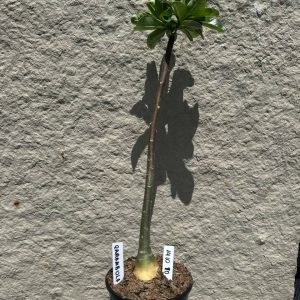 1410 90 Anaconda Baby Carambola
