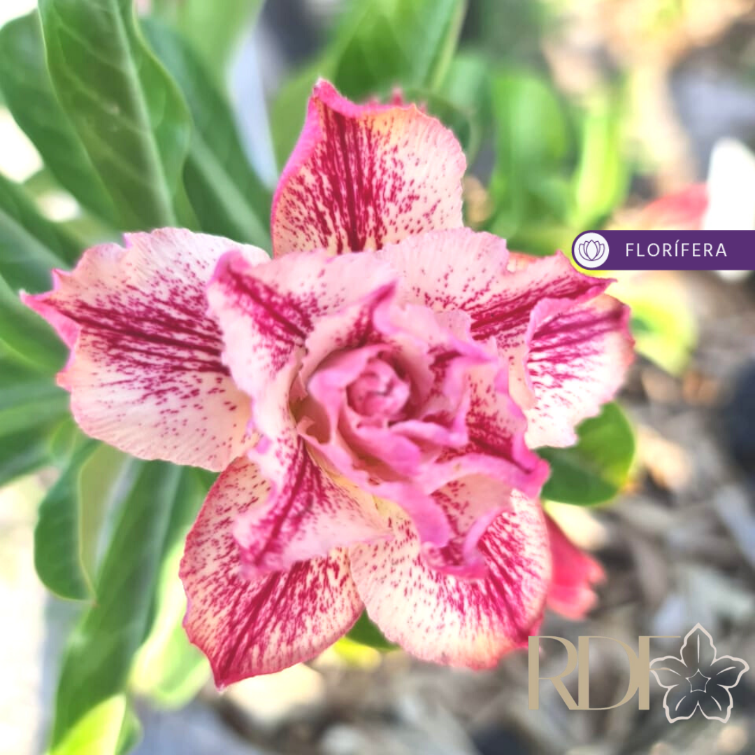 Avaria - Rosa do Deserto Maga - Imagem 2