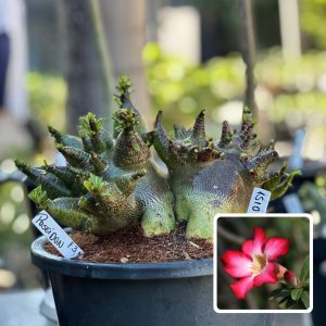 1510 01 Arabicum Poseidon F3 - Adulta