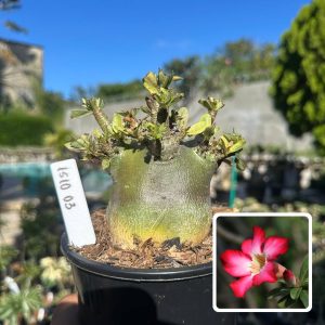 1510 03 Arabicum Vitrine Zeus