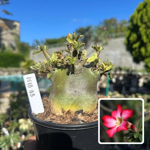 Arabicum Vitrine Zeus