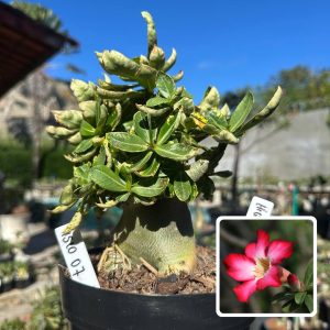 1510 07 Arabicum Vitrine Hightower Tigrada