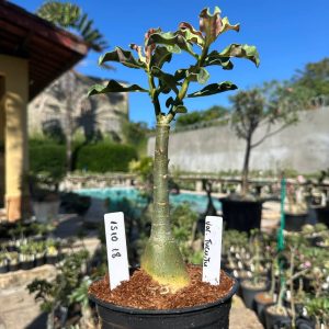 1510 18 Rosa do Deserto Variegata Tucuju (Leilão)