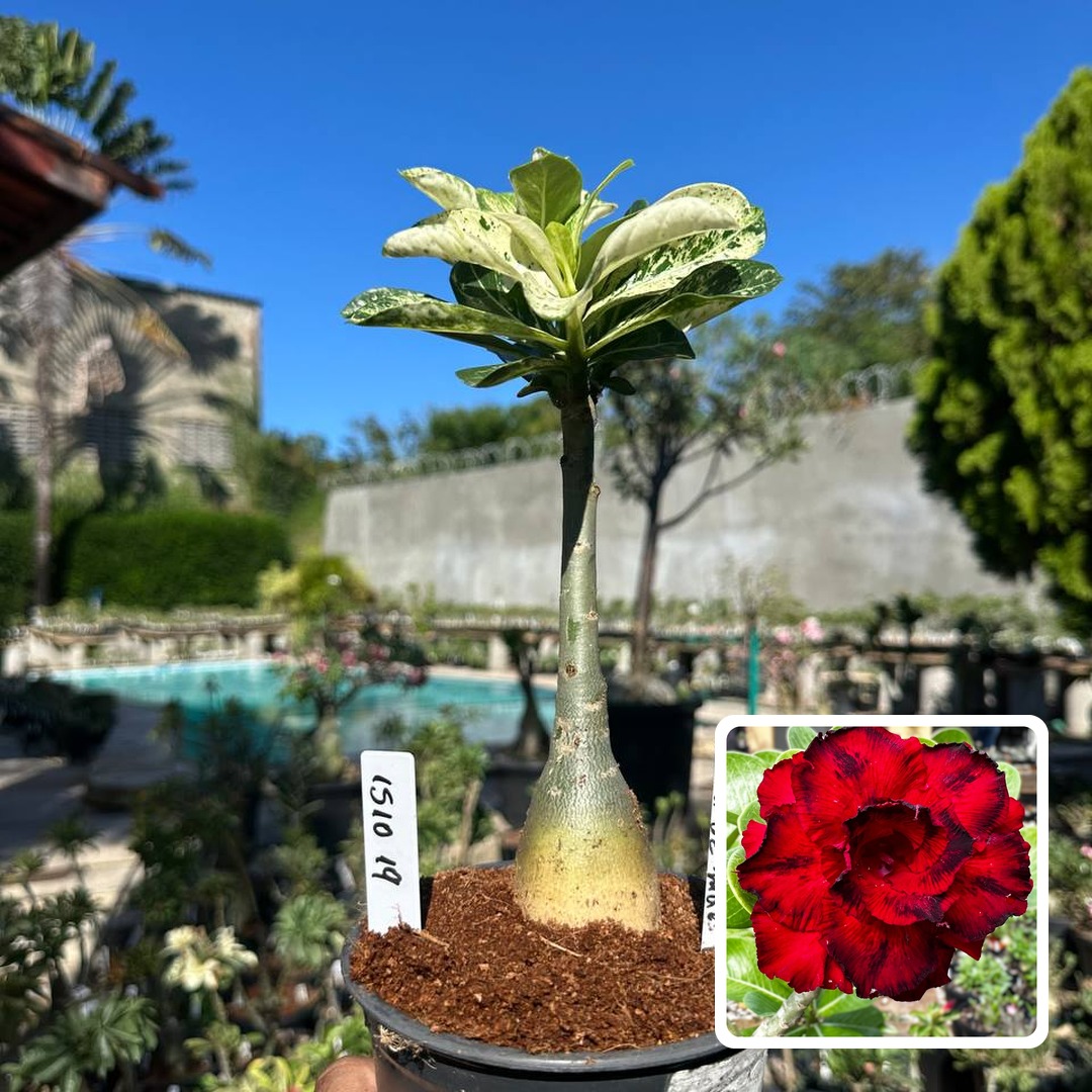 1510 19 Rosa do Deserto Amor de Mãe Variegata