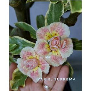 Variegata Suprema flor