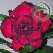 Avaria - Rosa do Deserto Shoyu (EV72) - Imagem 2