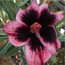 Avaria - Rosa do Deserto Magic Elf