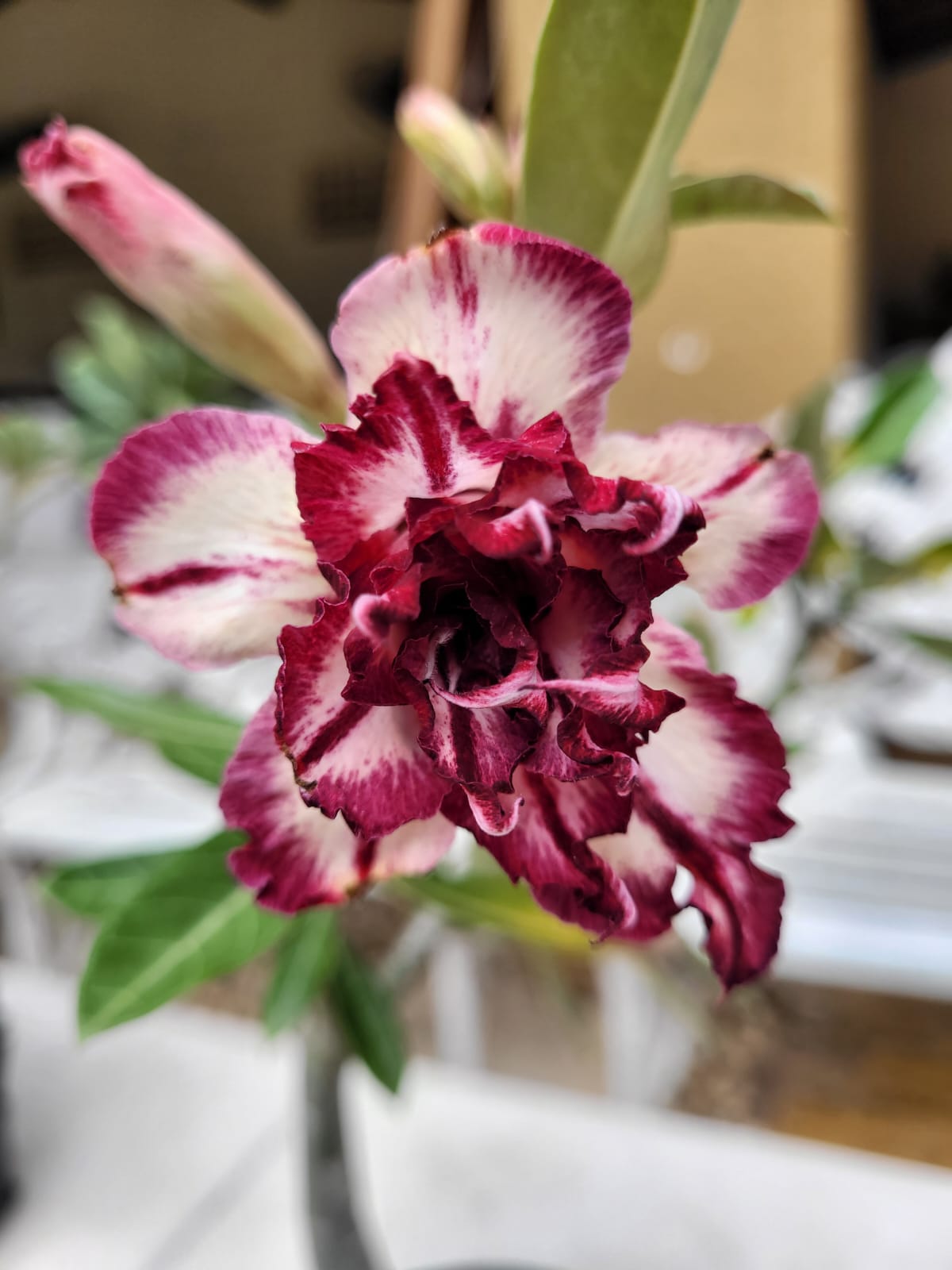Avaria - Rosa do Deserto RUBI RO - Imagem 2