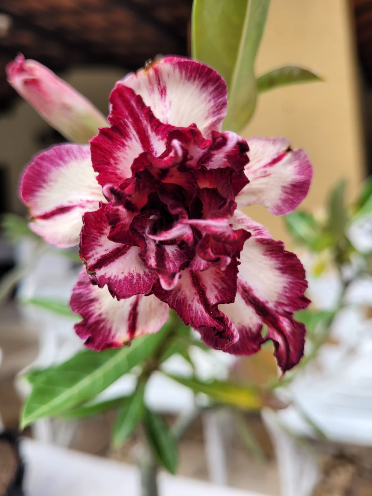Avaria - Rosa do Deserto RUBI RO - Imagem 3