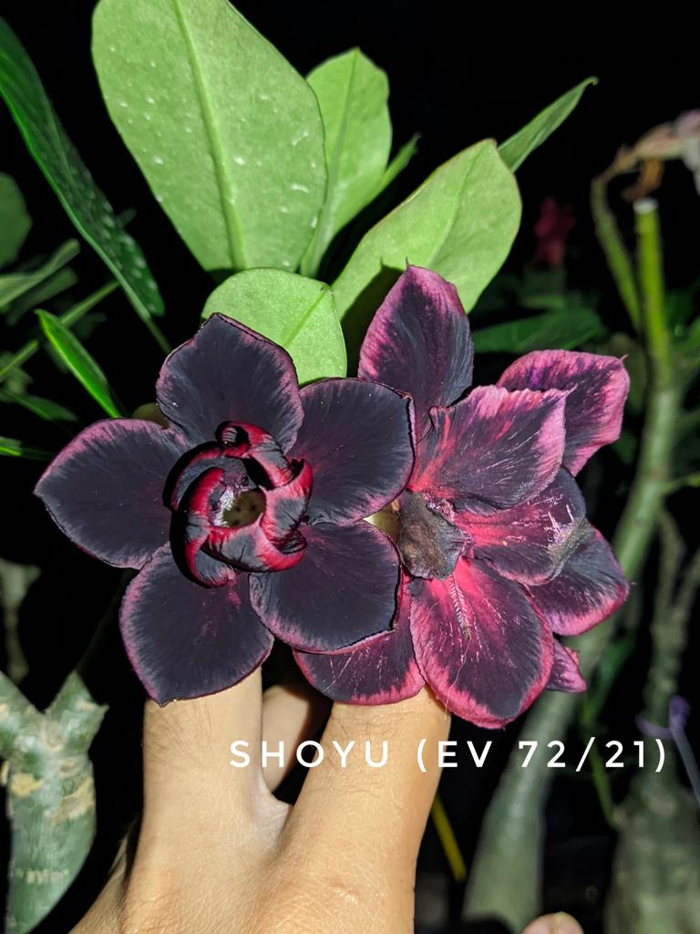 Avaria - Rosa do Deserto Shoyu (EV72)