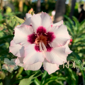Avaria - Rosa do Deserto Winter Cherry