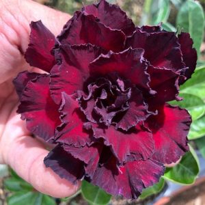 Podadinha - Rosa do Deserto Cleópatra (Negra)