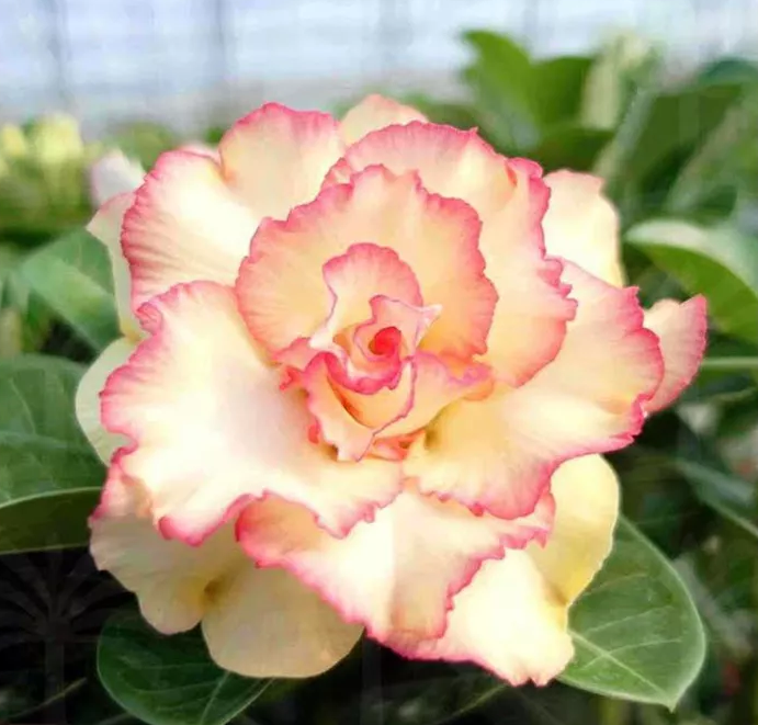 Avaria - Rosa do Deserto Grace